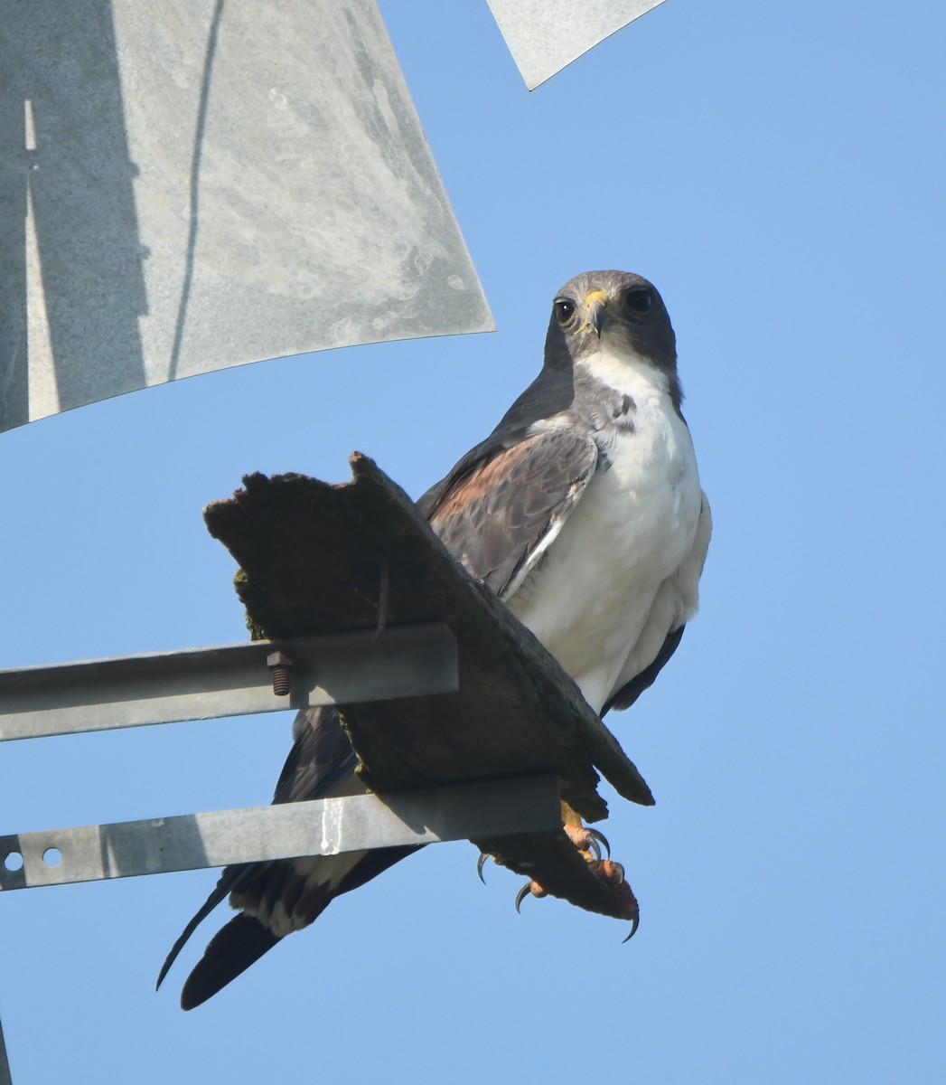 White-tailed Hawk - ML584349601