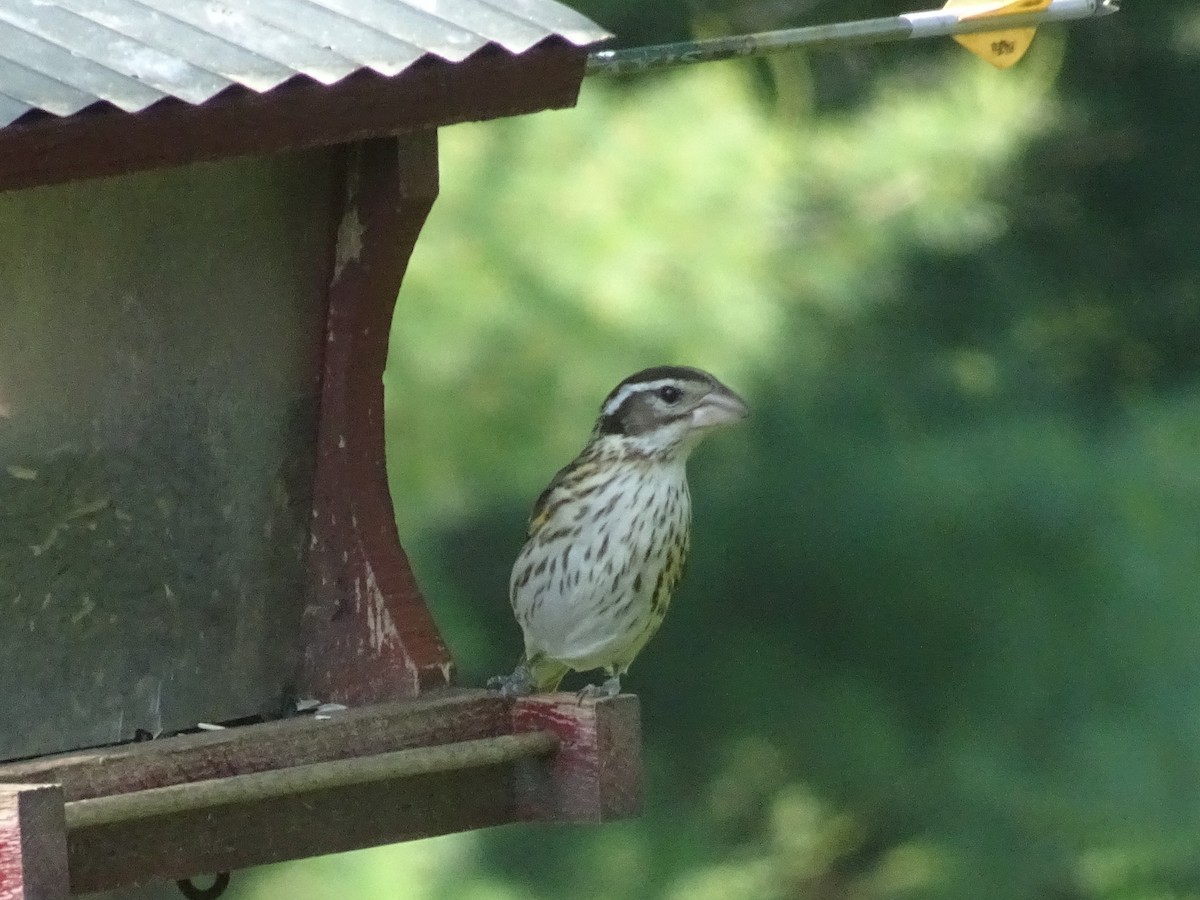 Rose-breasted Grosbeak - ML584349891