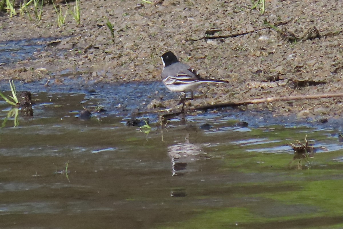 White Wagtail - ML584350671