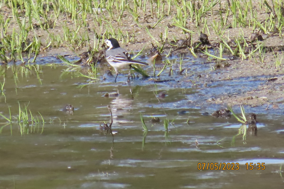 White Wagtail - ML584350781