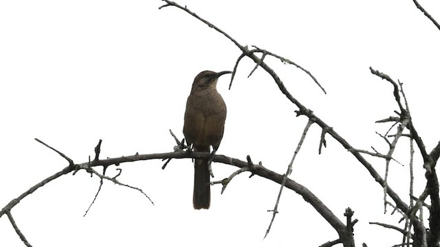 California Thrasher - ML584351461