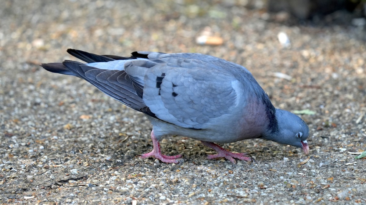 Pigeon colombin - ML584351481