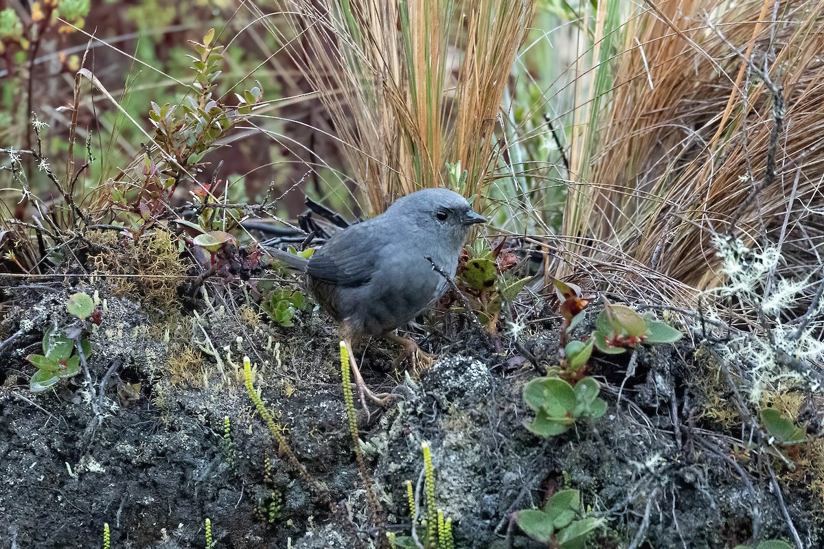 Neblina Tapaculo - ML584351541