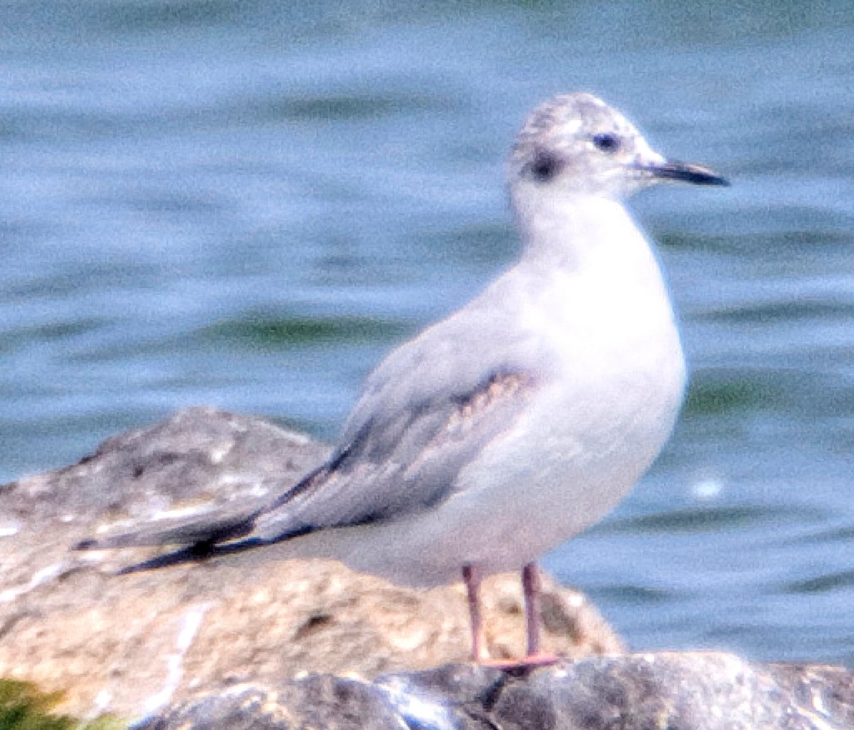 Mouette de Bonaparte - ML584351641