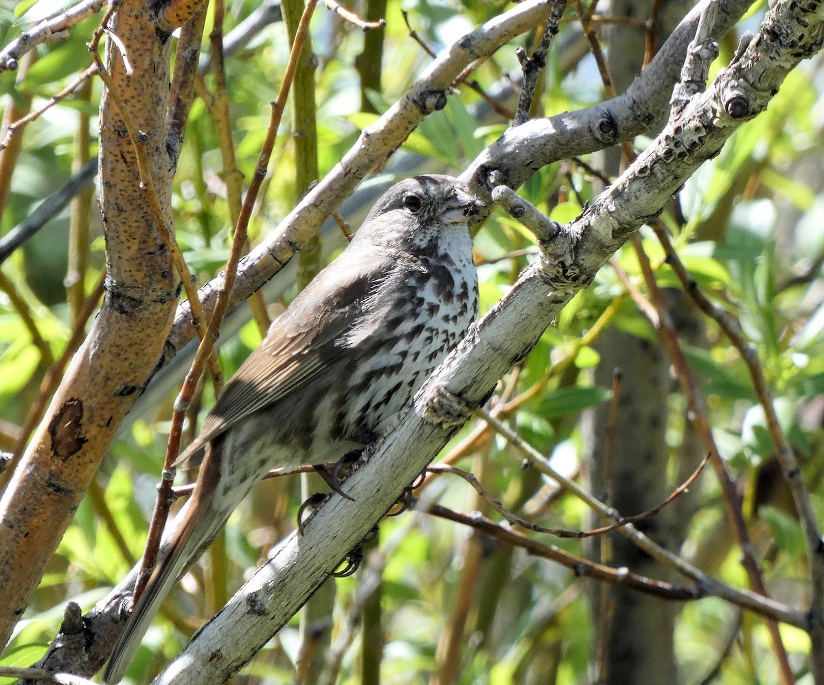 Fox Sparrow - ML584351871