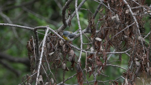 Northern Parula - ML584352361