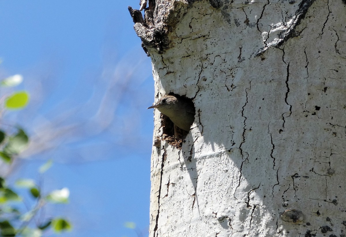 Northern House Wren - ML584352391