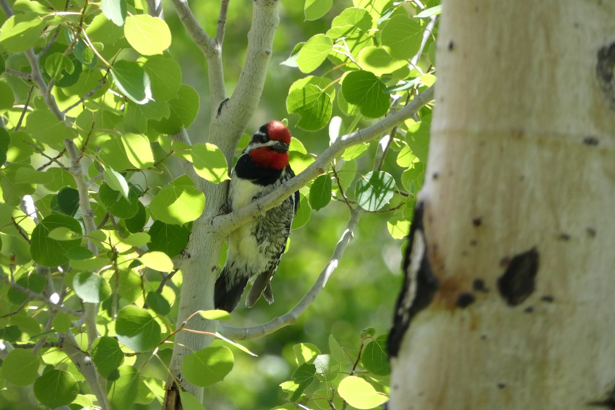 Red-naped Sapsucker - ML584353011