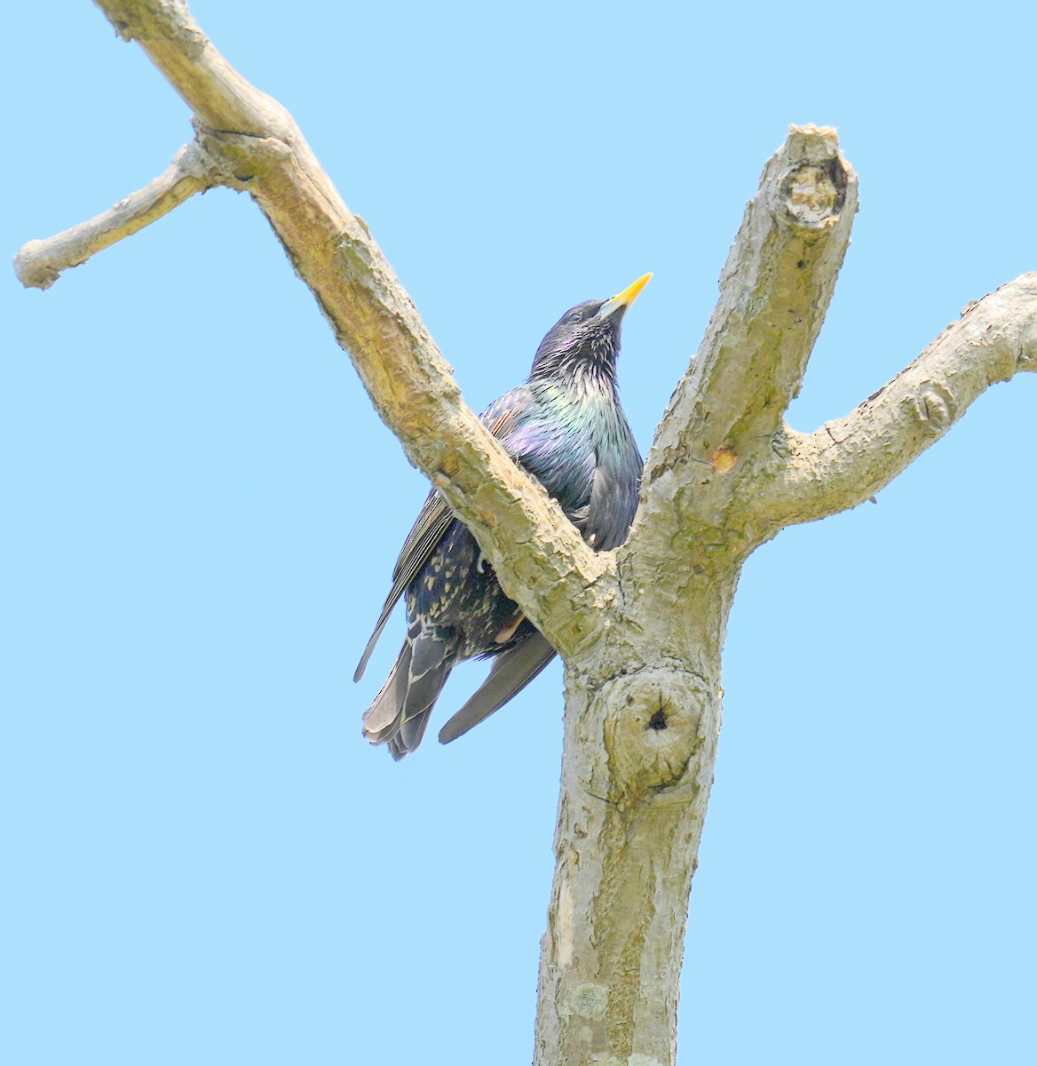 European Starling - ML584354051