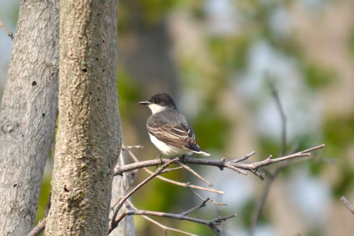 Eastern Kingbird - ML584354941