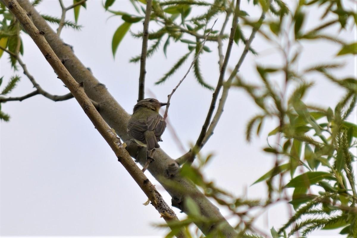 Philadelphia Vireo - ML584355601