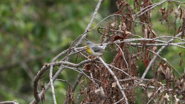 Northern Parula - ML584355771