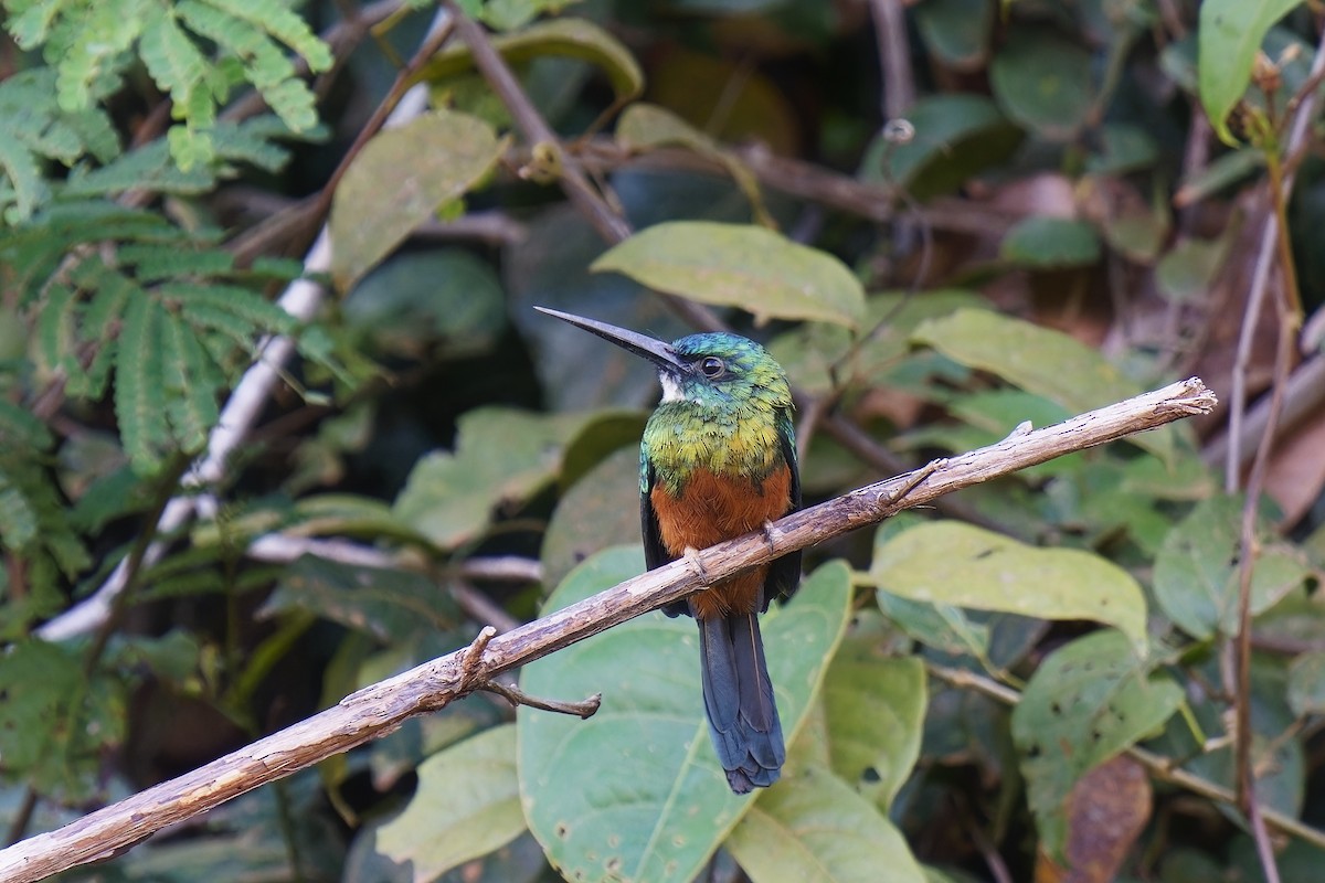 Green-tailed Jacamar - ML584356241