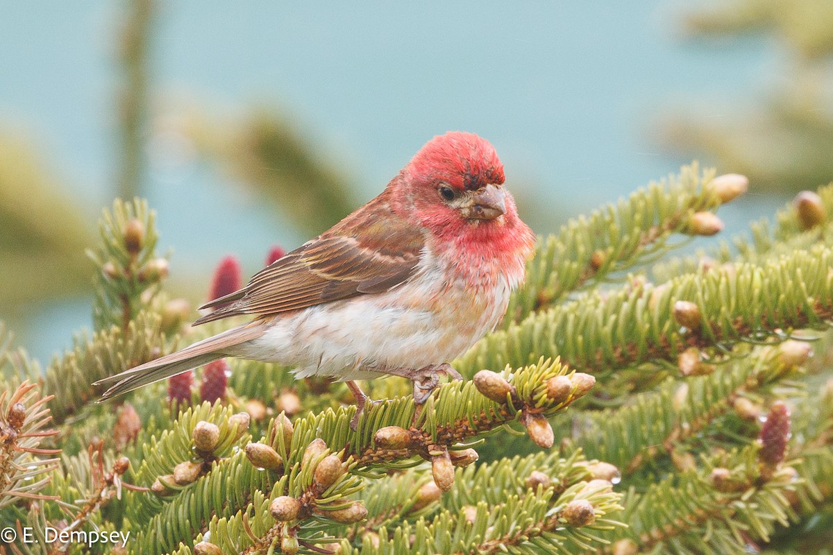 Purple Finch - ML584356861