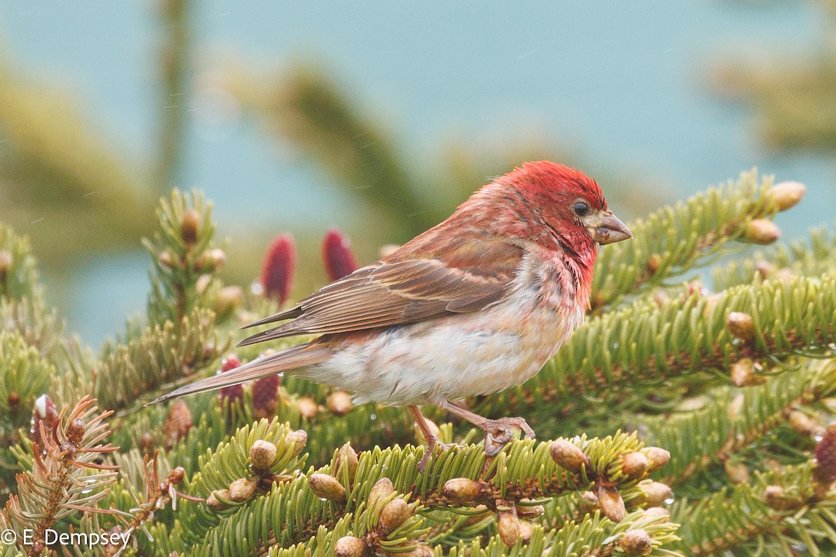 Purple Finch - ML584356911