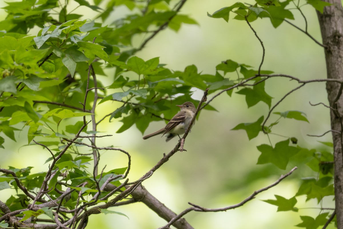 Acadian Flycatcher - Charles Thomas