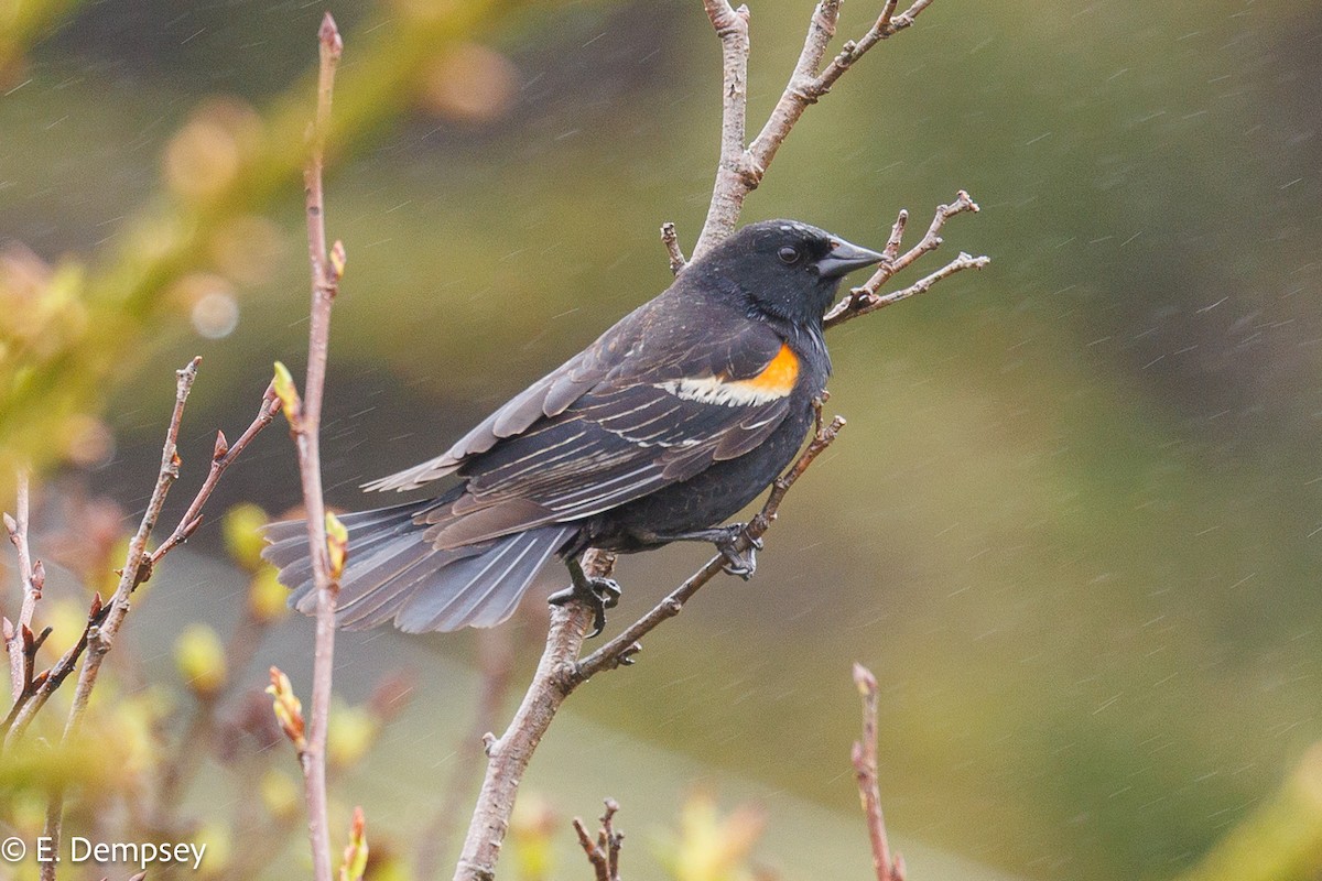 Red-winged Blackbird - Ethel Dempsey