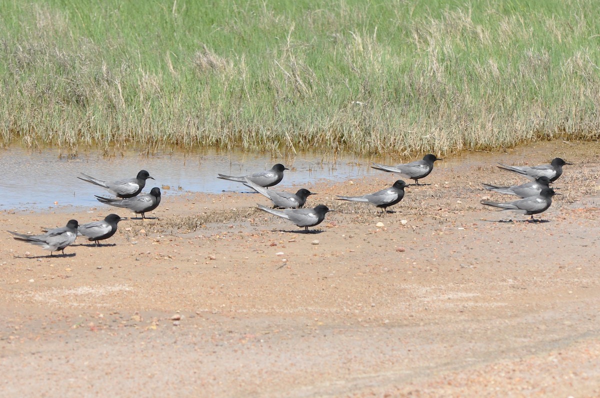 Black Tern - ML58435721