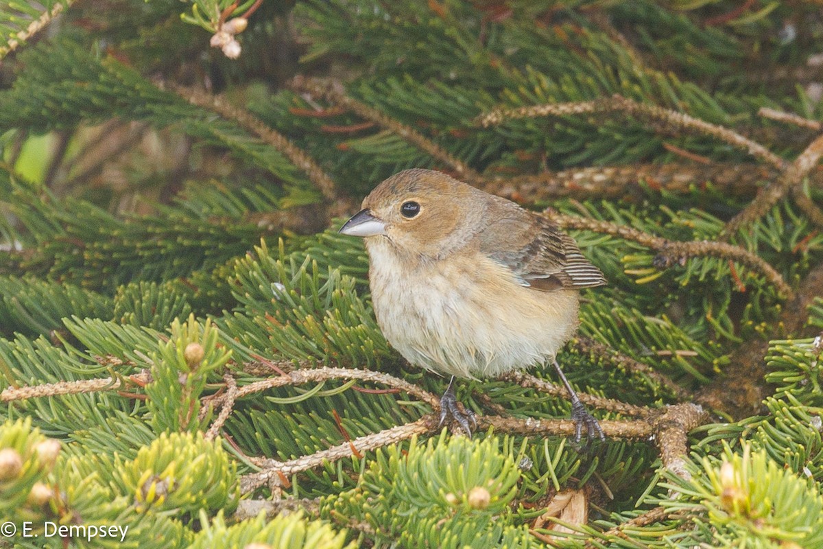 Indigo Bunting - ML584357291