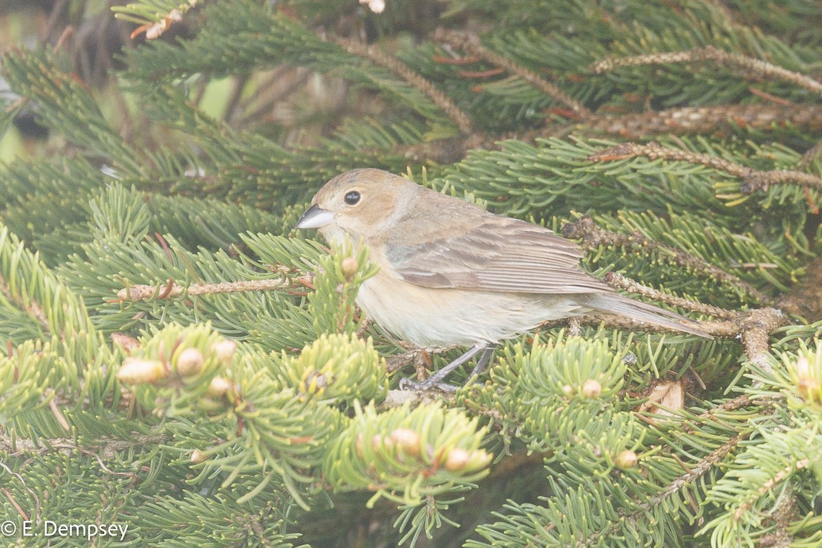 Indigo Bunting - ML584357321