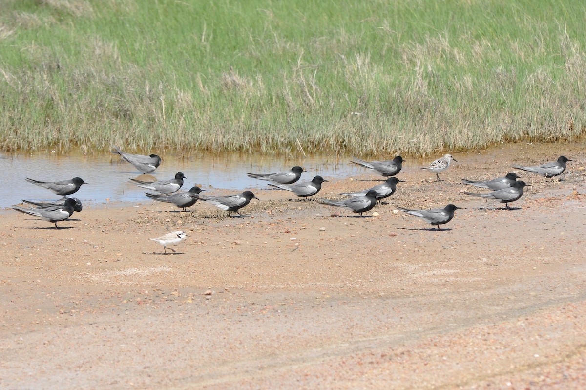 Black Tern - ML58435761