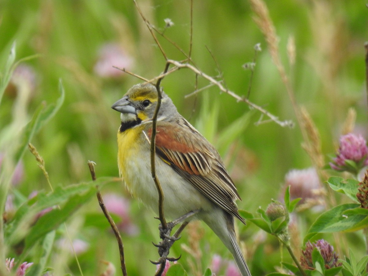 Dickcissel - Randy Schietzelt