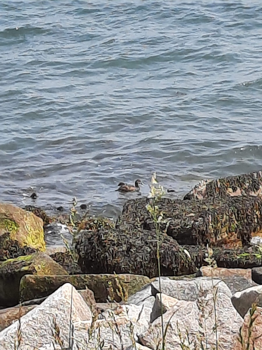 Common Eider - ML584359991