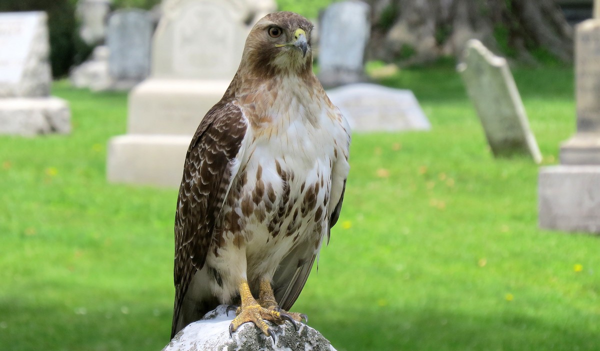 Red-tailed Hawk (borealis) - shelley seidman