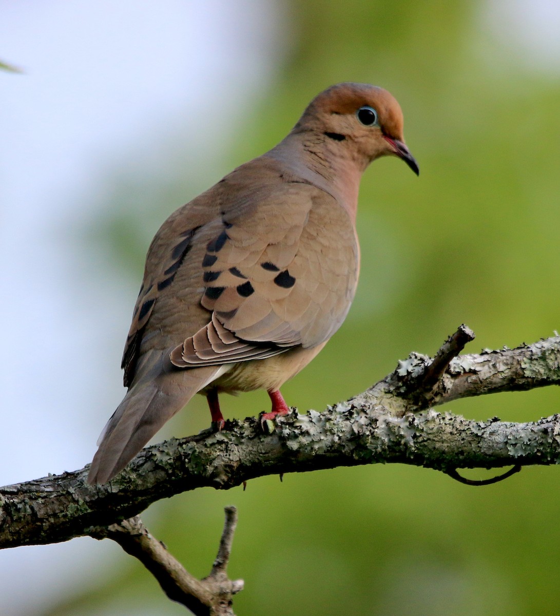 Mourning Dove - ML584363931