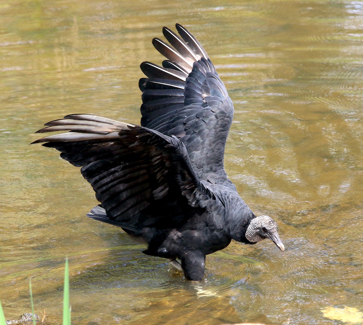 Black Vulture - ML584364151