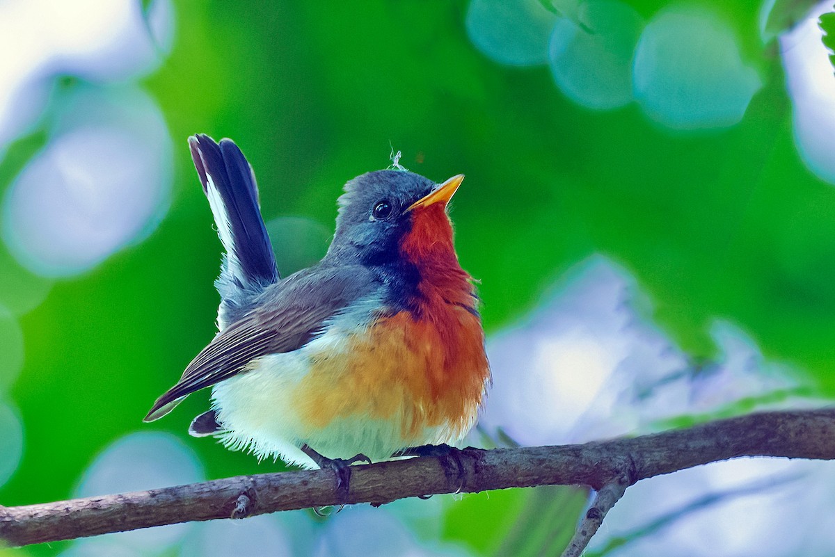 Kashmir Flycatcher - Rajkumar Das