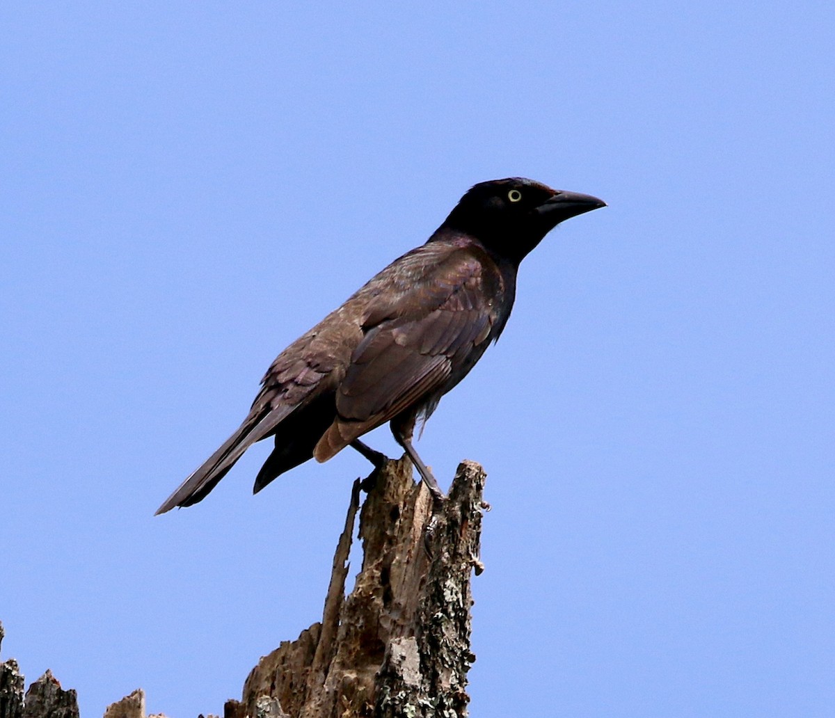 Common Grackle - Lori White