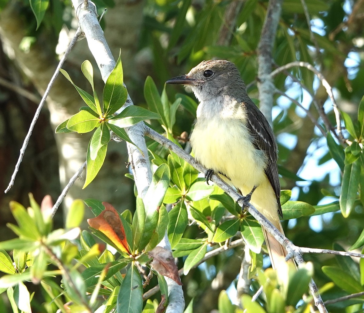 Great Crested Flycatcher - ML584365061