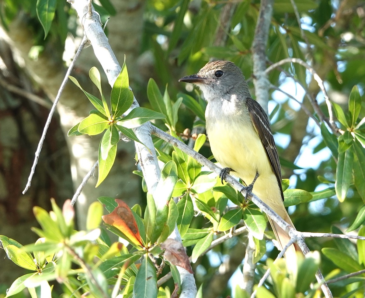 Great Crested Flycatcher - ML584365071