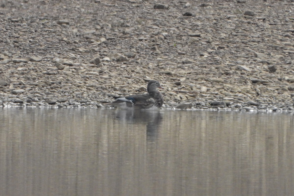 Mandarin Duck - ML584365641