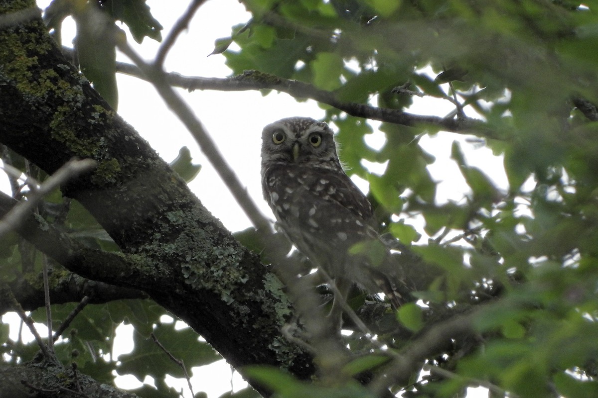 Little Owl - Aitor Zabala