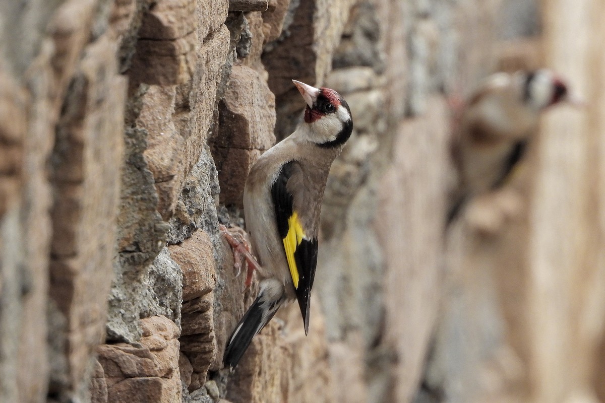 European Goldfinch - Aitor Zabala