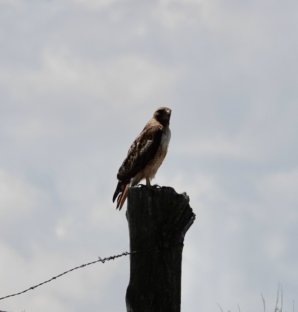 Red-tailed Hawk - ML584366261