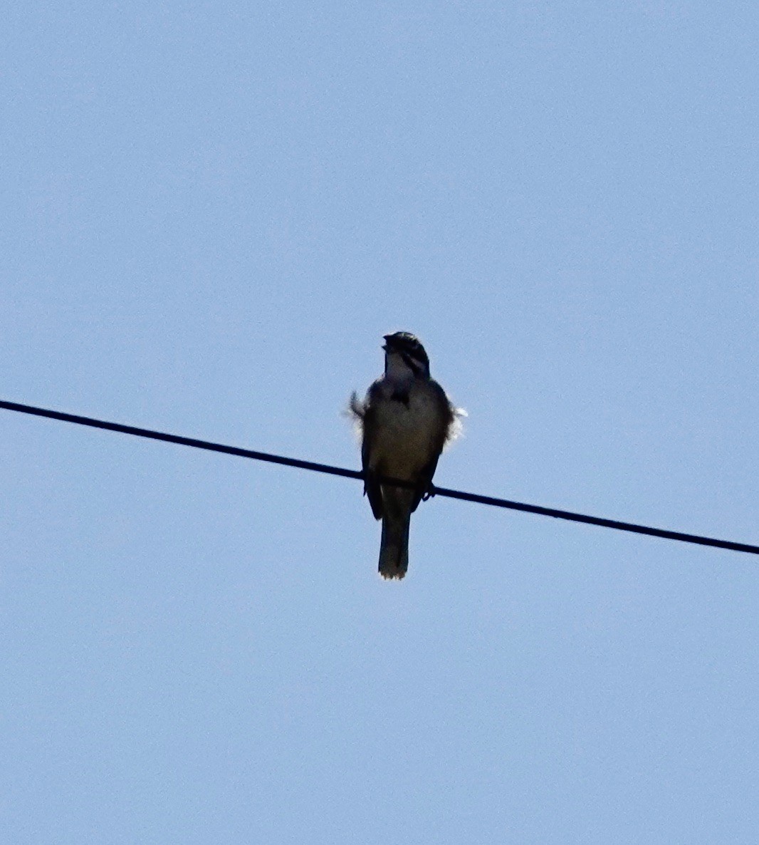 Lark Sparrow - ML584366331