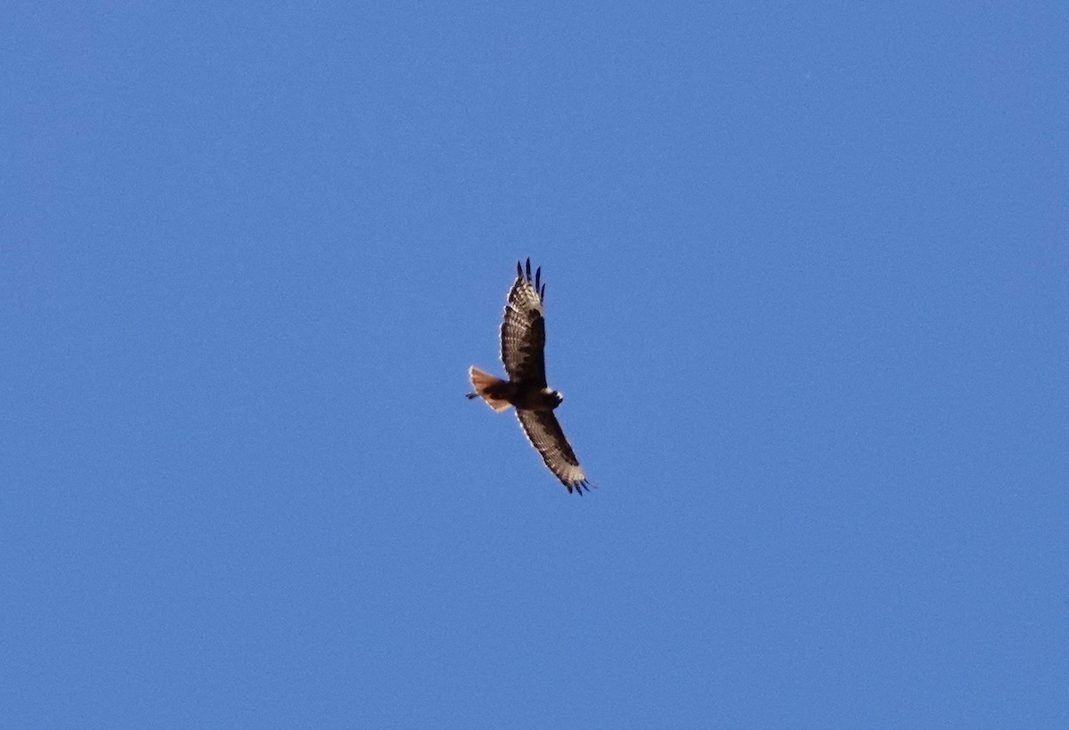 Red-tailed Hawk - ML584366431