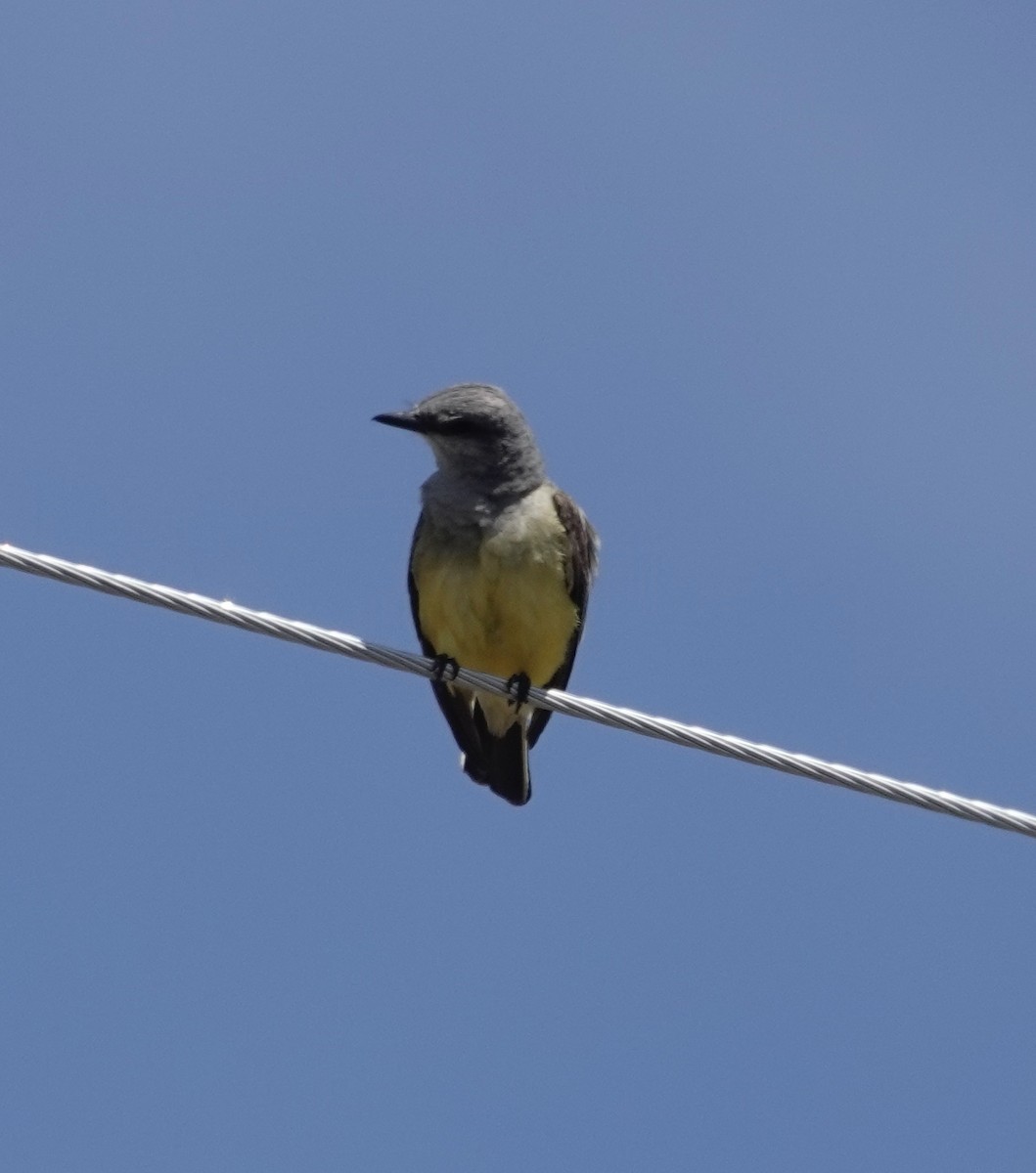 Western Kingbird - ML584366511