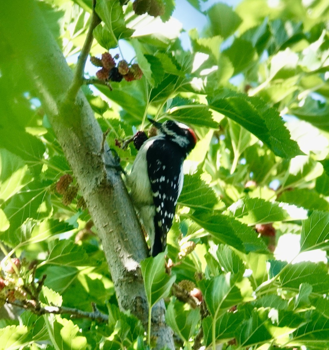 Downy Woodpecker - ML584366661