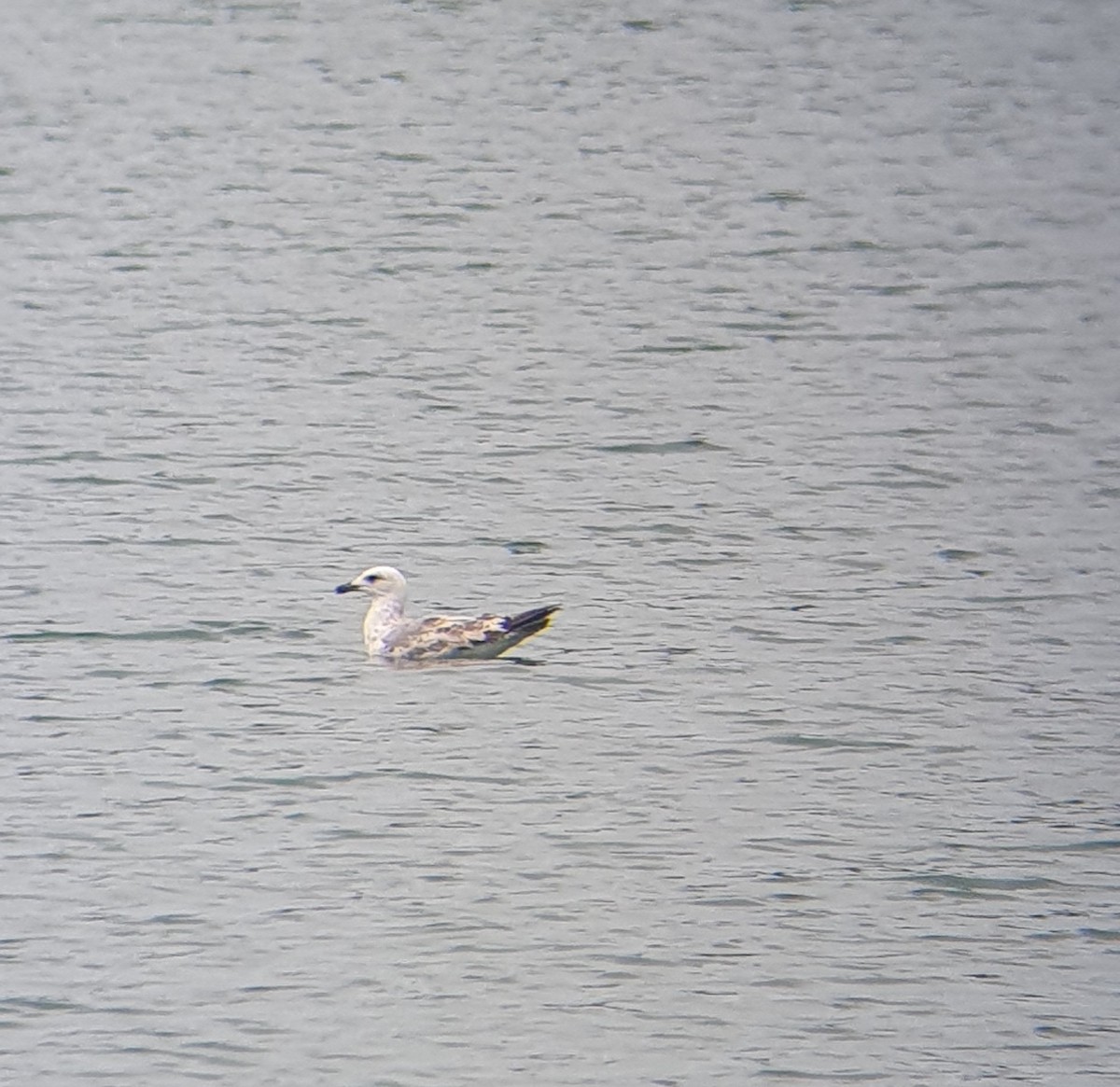 Yellow-legged Gull - ML584367261