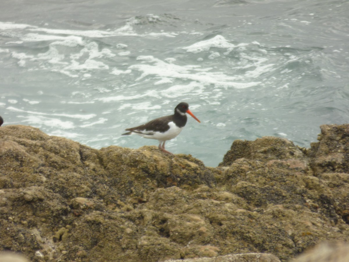 Eurasian Oystercatcher - ML584367341