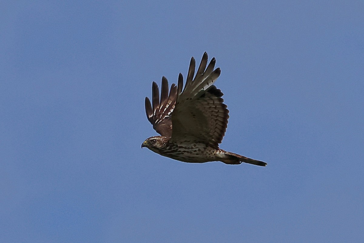 Broad-winged Hawk - ML584367421