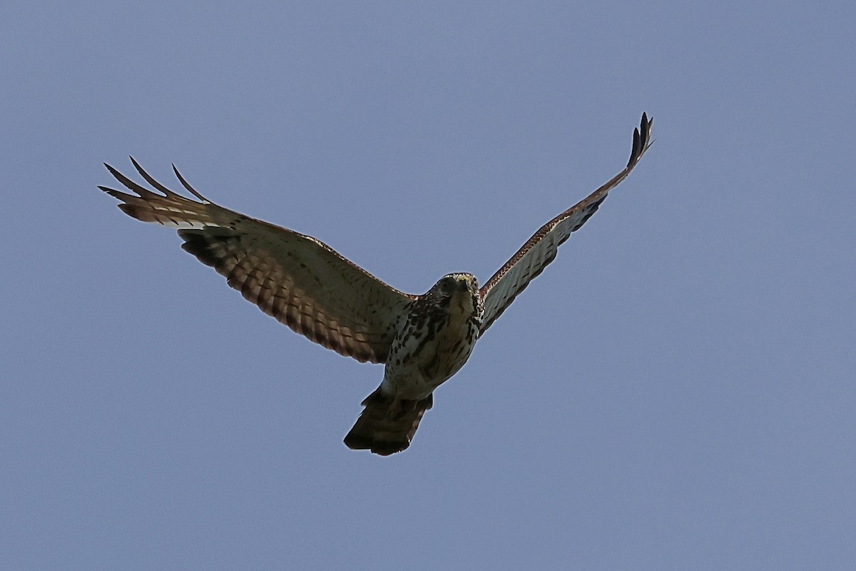 Broad-winged Hawk - ML584367431