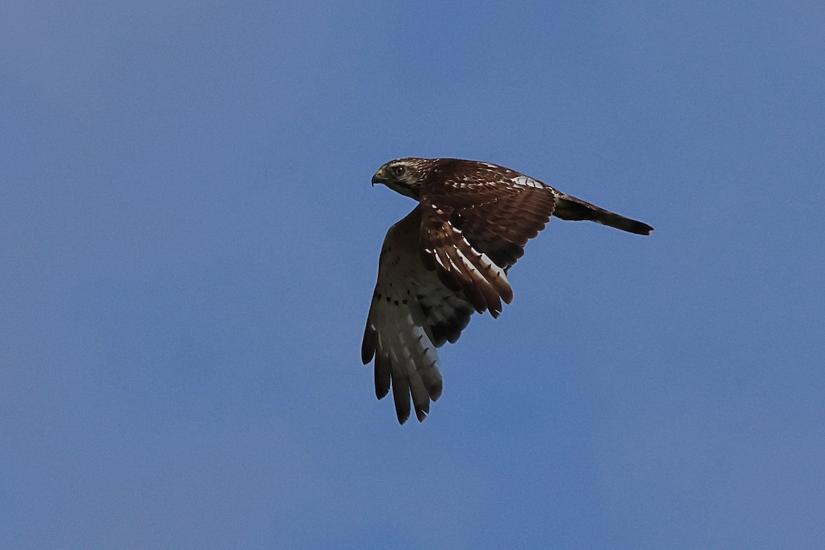 Broad-winged Hawk - ML584367451