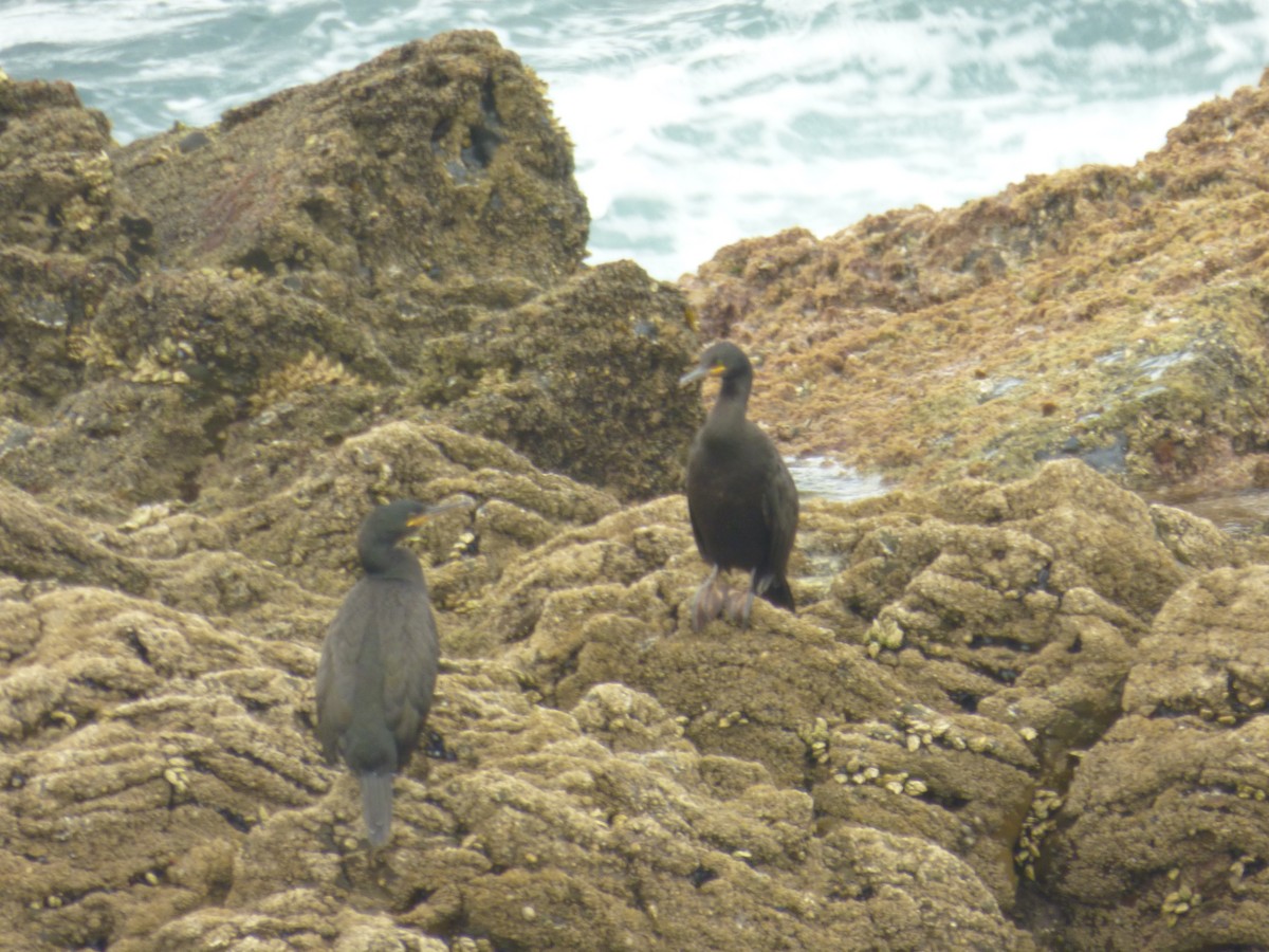 European Shag - Guillermo González Medina