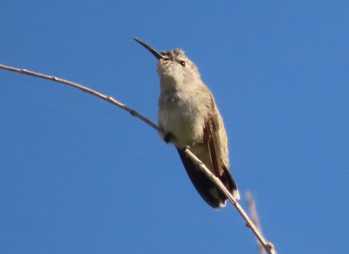 Costa's Hummingbird - ML584368331