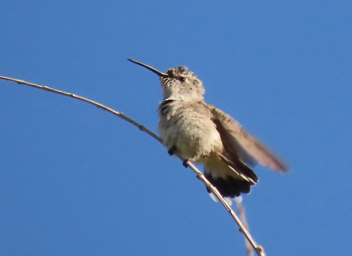 Costa's Hummingbird - ML584368371
